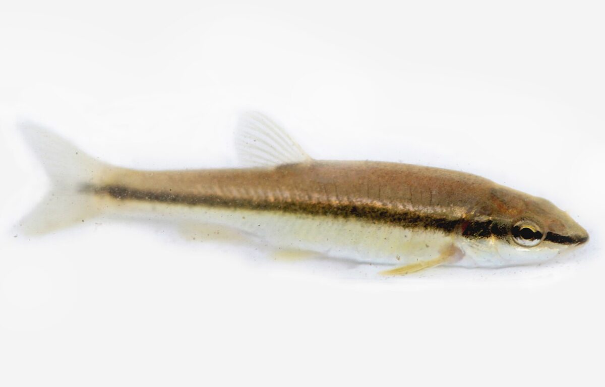 TESTING THE WATERS OF THE ROLAND, FOUND SCHOOLS OF FISH IN THE POOLS