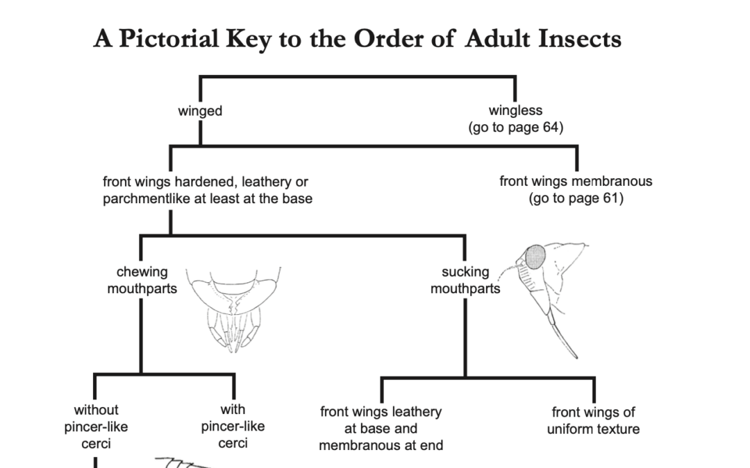 Adult Insect Order Key Master Gardener