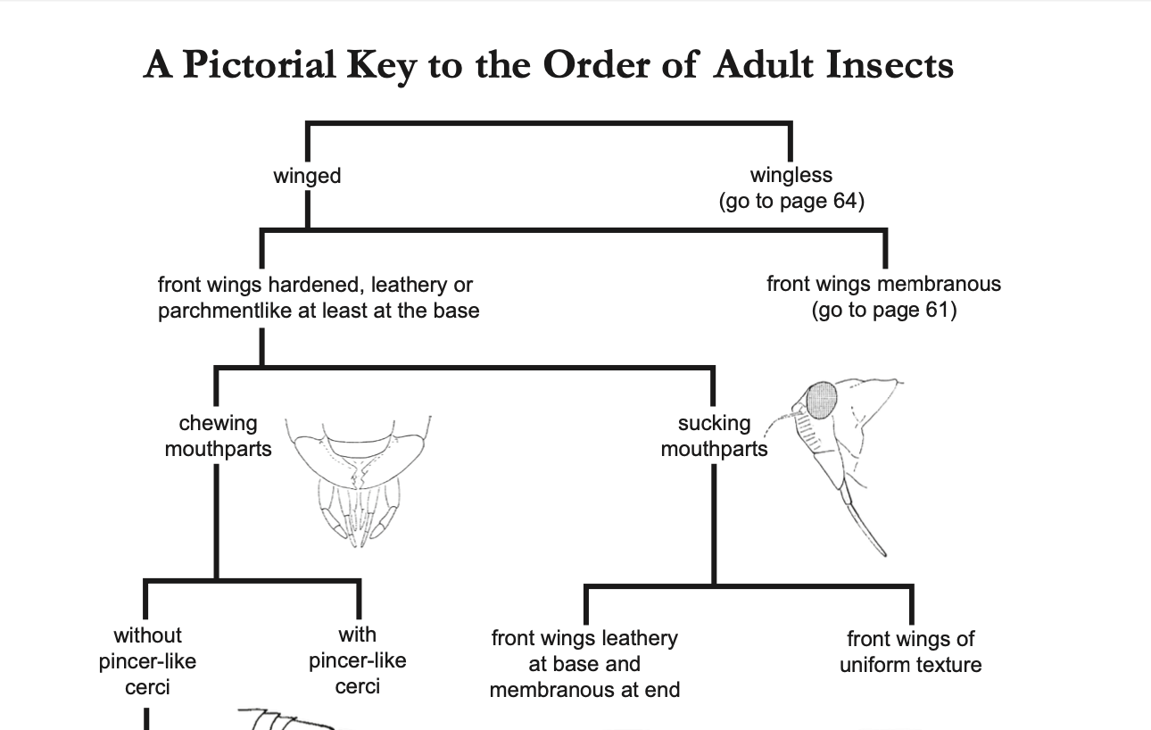 Adult Insect Order Key Master Gardener