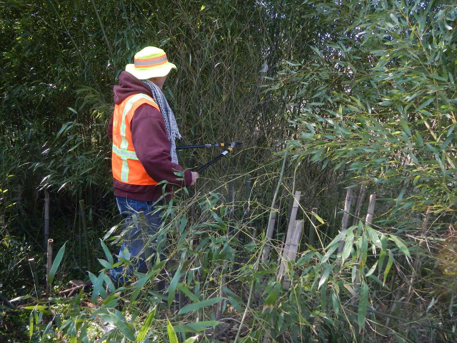 Allen Hicks cutting Bamboo