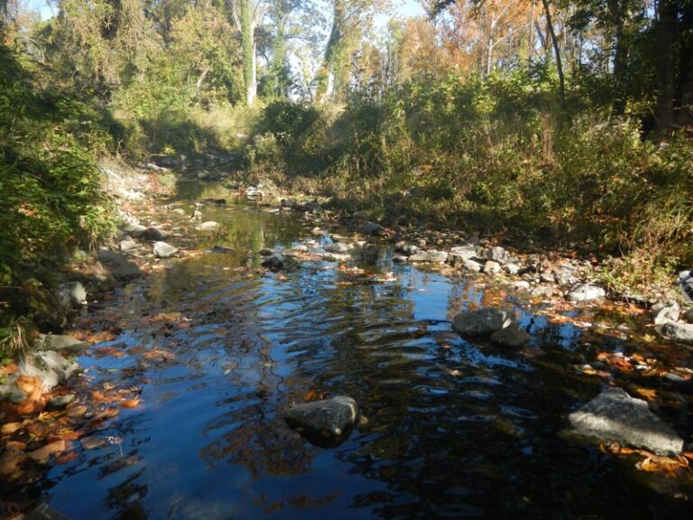 Roland Run Stream view as walked by FORR volunteers